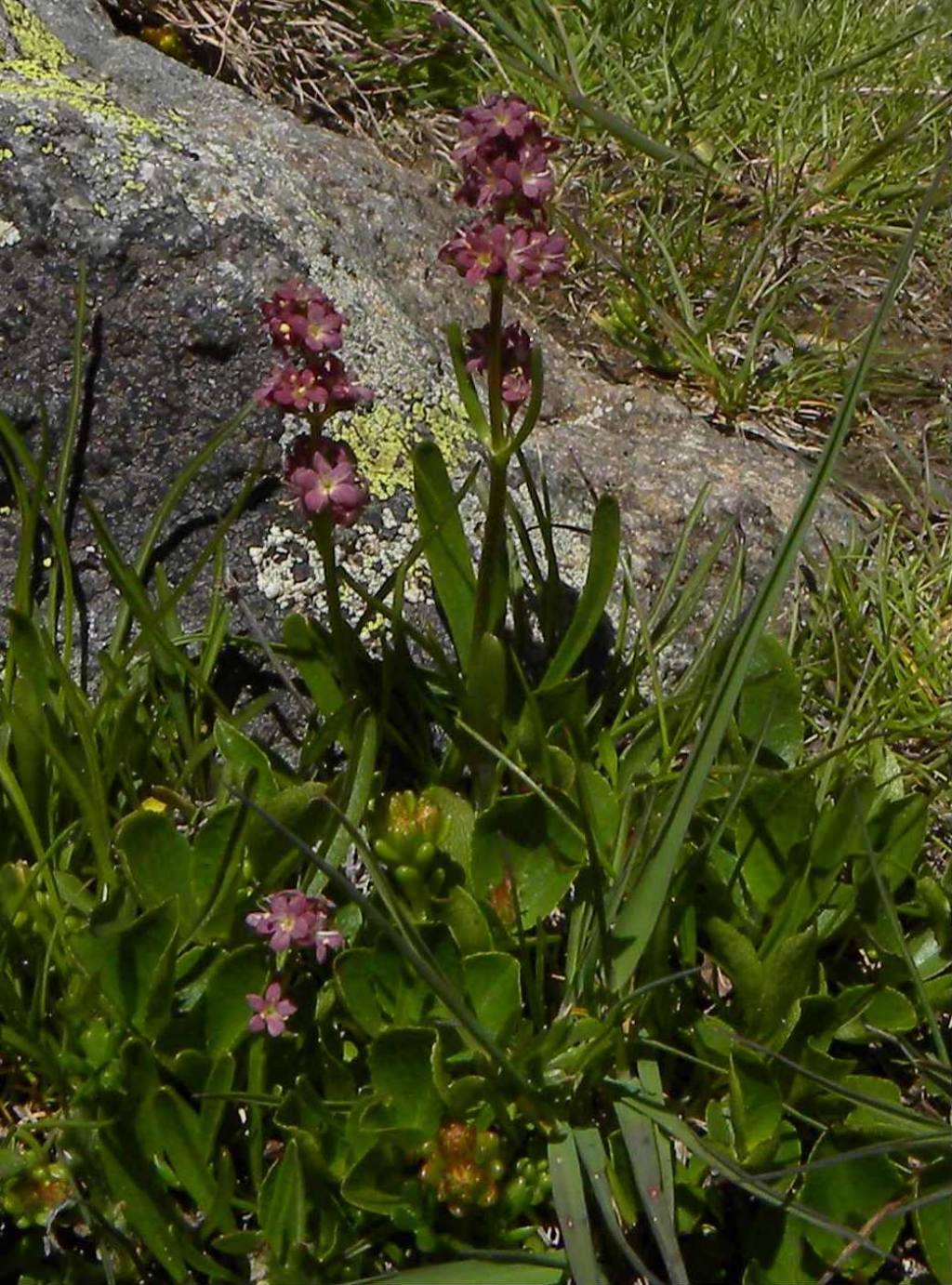 Valeriana celtica
